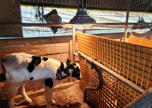 [현장르포] 경기 축산 농가는 한파와의 전쟁 중