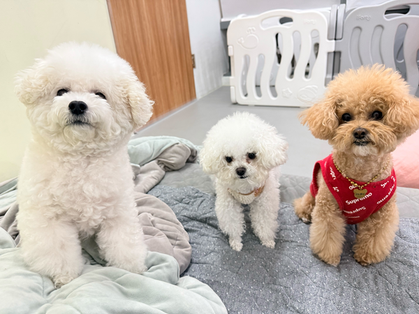 설 명절 연휴에 고향을 찾거나 여행을 떠나는 사람들이 많아지며, 반려동물을 안전하게 맡길 수 있는 반려동물 호텔 업계가 명절 특수를 누리고 있다. 인천 연수구의 한 반려견 호텔·유치원. /하이포우반려견유치원 제공