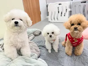 연휴엔 ‘호캉스’ 만한 게 있냥… 설날에 반려동물 호텔 오시개