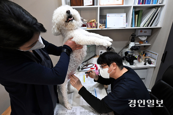 동물병원 진료비를 정하는 표준 기준이 없어 병원마다 가격 차이가 커지면서 보호자와 수의사 사이에 불신과 의료 분쟁이 늘고 있어 제도 개선이 요구되고 있다. 28일 경기도내 한 동물병원에서 수의사가 진찰을 하고 있다. 2026.1.28 /최은성기자 ces7198@kyeongin.com