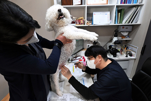 고무줄 진료비… 기본 의료비·몸무게 추가 ‘천차만별’ [불신과 위협, 길 잃은 동물 의료·1]