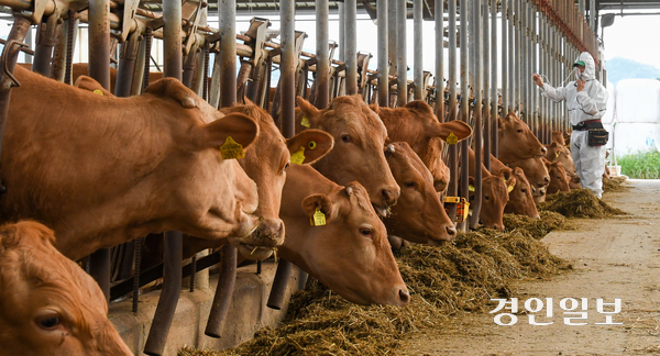 31일 새벽 인천 강화군의 한 목장에서 키우던 소 246마리가 구제역 판정을 받아 이날 오전 11시 살처분키로 했다. /경인일보DB