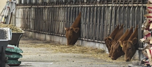 11년 만에 인천 강화군 소 농장서 구제역 발생… 소 264마리 살처분