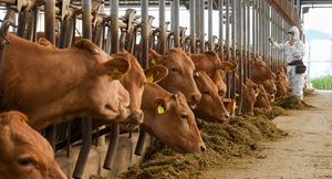 인천 강화군 목장 소 246마리 구제역… 지역내 종사자 차량 이동중지