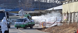 강화군 소 농가서 구제역… 인천 전역 ‘방역 강화’