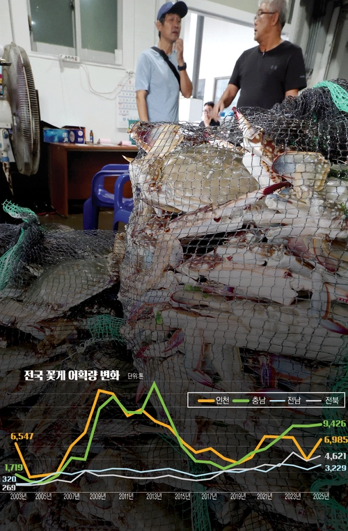 지난해 인천의 꽃게 어획량(6천985t)은 충남(9천426t)의 74.1% 수준으로 나타났다. 사진은 지난해 9월 8일 인천시 중구 경인서부수협 위판장에서 열린 연평도 꽃게 경매 모습. /경인일보DB