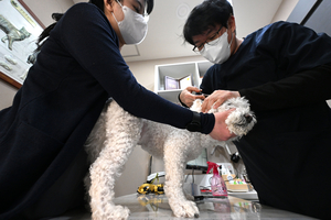 반려동물 물건 아닌데… ‘동물권’ 개선 우선돼야 [불신과 위협, 길 잃은 동물 의료·5]