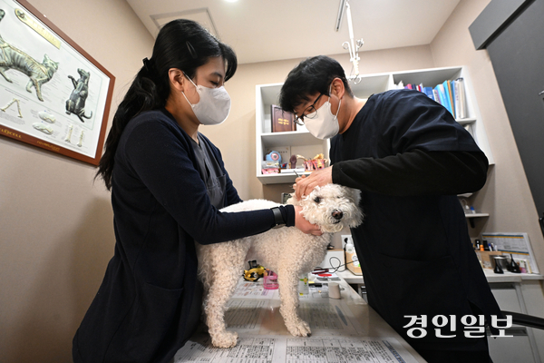 급증하는 동물병원 의료 분쟁에 대한 제도 개선을 느끼는 건 수의사들도 마찬가지다. 경기도내 한 동물병원에서 수의사가 진료를 보고 있는 모습. 2026.1.28 /최은성기자 ces7198@kyeongin.com
