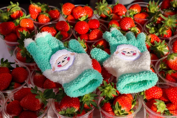 양평군이 집계한 제1회 축제결과보고에 따르면 ‘겨울엔 양평’ 축제에 참여한 딸기농가의 매출액은 32.5% 상승했다. 군 마스코트인 ‘양춘이’ 캐릭터 장갑이 딸기 농가에 비치돼 있다. /양평군 제공