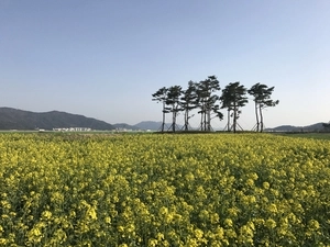[新팔도핫플레이스] 사계절 시들지 않는 ‘양산 황산공원’