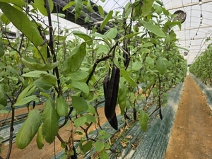 여주 가남농협표 ‘금보라 가지’, 보랏빛 성공 일궜다