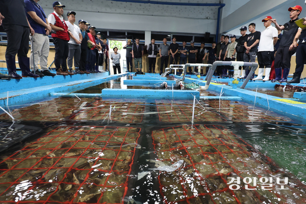 지난해 인천시 중구 경인서부수협 위판장에서 경매인들이 인천 근해 및 연평도에 조업한 꽃게를 경매하는 모습. /경인일보DB