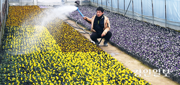 절기상 우수(雨水)인 19일 수원시 권선구 원일꽃농원에서 관계자가 형형색색 화려하게 피어난 팬지꽃에 물을 주고 있다. 2026.2.19 /최은성기자 ces7198@kyeongin.com