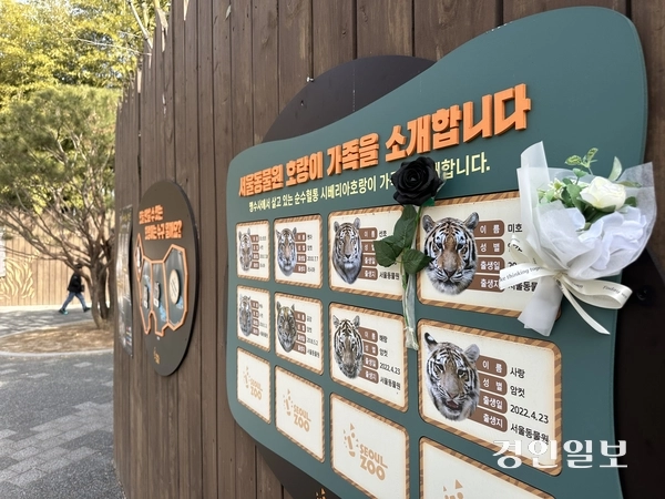 과천시 서울대공원에서 지내던 시베리아 호랑이 ‘미호(암컷·13)’가 지난 18일 다른 개체의 공격을 받아 숨진 가운데, 미호 소개 안내판 위에 이를 추모하는 꽃이 부착돼 있다. 2026.2.23 /목은수기자 wood@kyeongin.com