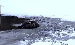 용인 경안천에 ‘멸종위기 1급’ 수달 가족… 반기는 주민들