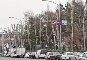 [포토] 가로수인지 닭발인지