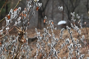 [포토] 정월 대보름 ‘꽃샘 추위’
