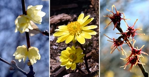 [포토] 인천대공원 ‘봄의 전령’