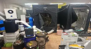 마약합수본, 오산·화성 주거밀집지역서 대마 재배한 일당 구속기소