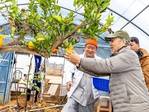 [경인 Pick] 제주에 한라봉, 강화에는 마니봉… 강화에서 한라봉 첫 수확