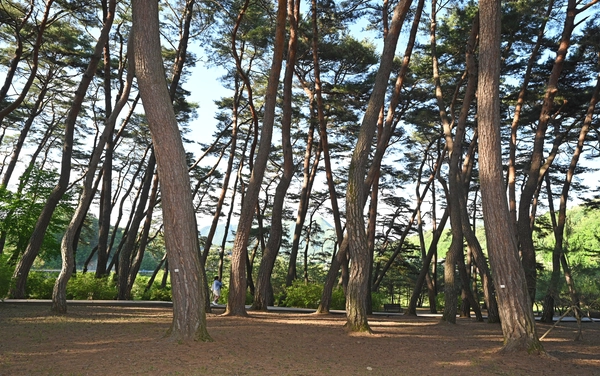 단종의 유배지였던 청령포의 소나무 숲. 850여그루의 소나무가 아름다움을 뽐내고 있다. /강원일보 제공