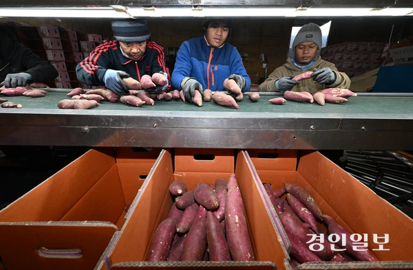 계절근로자 제도가 농업인들의 호응을 받으며 농촌 곳곳에 퍼지는 사이, 이에 따른 부작용과 개선과제들도 앞다퉈 고개를 들고 있다. 사진은 여주시의 한 고구마 농장에서 외국인 계절 근로자들이 고구마 분류 작업을 하고 있는 모습. /최은성기자 ces7198@kyeongin.com
