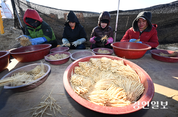 계절근로자 제도가 농업인들의 호응을 받으며 농촌 곳곳에 퍼지는 사이, 이에 따른 부작용과 개선과제들도 앞다퉈 고개를 들고 있다. 사진은 이천시의 한 인삼밭에서 외국인 계절 근로자들이 본밭에 옮겨 심을 인삼 종삼을 채취하고 있는 모습. /최은성기자 ces7198@kyeongin.com