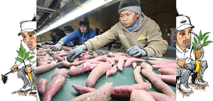 [경인 WIDE] ‘농가에 단비’ 외국인 계절노동자 제도