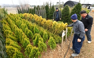 [포토] 나무시장 찾은 시민들