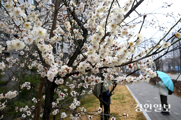 봄비가 내린 18일 수원시의 한 거리에 활짝 핀 매화 아래로 우산 쓴 시민들이 발걸음을 옮기고 있다. 2026.3.18 /최은성기자 ces7198@kyeongin.com