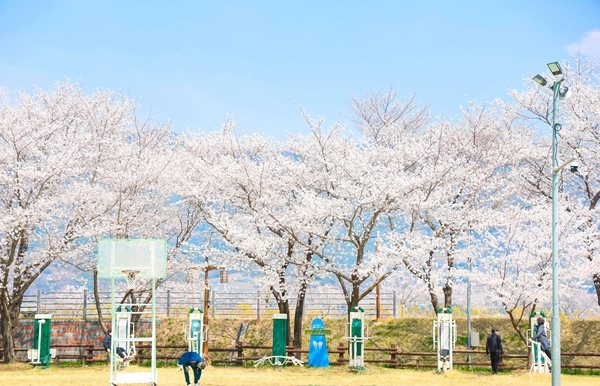 구례 섬진강 벚꽃길