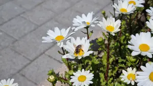 신동화 시장 예비후보, “양봉은 지역농업 기반산업”