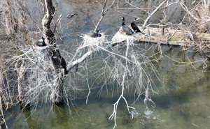 [화보] 텃새화된 민물가마우지 수목백화 현상