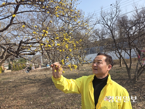 김재갑 이천백사 산수유꽃축제 추진위원장은 “축제 기간에 만개한 산수유꽃을 충분히 감상할 수 있을 것”이라는 기대를 전했다. 2026.3.19 이천/서인범기자 sib@kyeongin.com