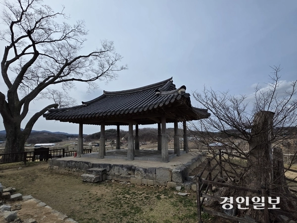 연미정 양편에는 커다란 느티나무가 서 있어 색다른 볼거리를 제공했는데, 2019년 태풍 링링이 할퀸 피해로 한쪽 나무가 쓰러져 죽었다. 다행히 최근에 죽은 나무 둥치에서 새로운 나무줄기가 솟아오르기 시작했다. 2026.3.31 /정진오기자 schild@kyeongin.com