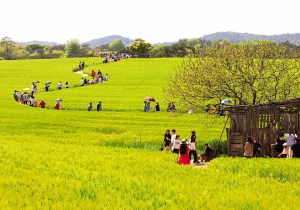 봄의 절정, 고창 청보리밭. /고창군 제공