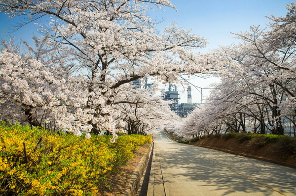 SK인천석유화학이 오는 7일부터 12일까지 약 1.5㎞의 산책로가 조성된 벚꽃동산을 시민들에게 개방한다. /SK인천석유화학 제공