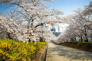 벚꽃동산 산책로, 시민과 나누는 SK인천석유화학