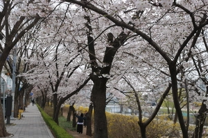 분당 탄천 벚꽃 개화…성남 9곳서 ‘벚꽃 향연’ 즐긴다
