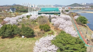 안산시 “벚꽃길 걸어보세요”