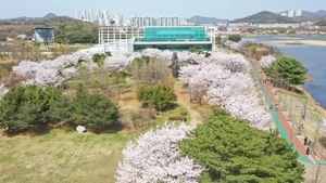 안산시 “벚꽃길 걸어보세요”