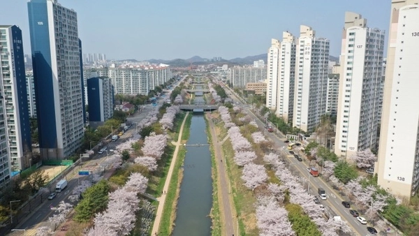 안산시가 벚꽃 명소로 주목받고 있다. /안산시 제공