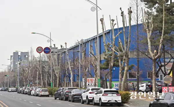 인천 남동국가산업단지 내 가로수가 윗부분이 뭉텅이로 잘려나가 흡사 ‘닭발’을 연상시키고 있다. /경인일보DB
