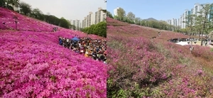 봄맞이 지각생 ‘철쭉’ 일찍 기지개 켜다오