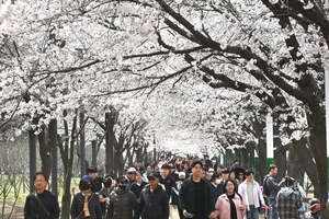 [포토] 벚꽃도 표정도 ‘활짝’
