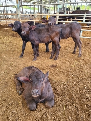 경기도 프리미엄 낙농 시대 여나?… 국내 최초 ‘이탈리안 물소’ 번식 성공