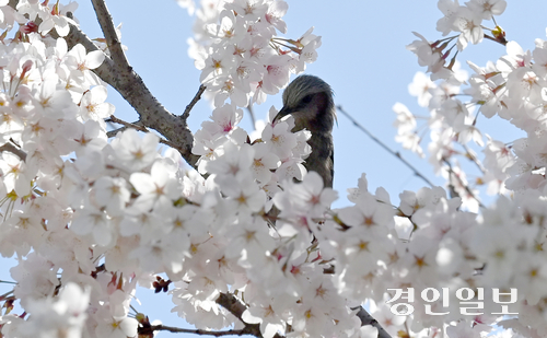 7일 인천시 연수구 연수동 벚꽃로에서 직박구리가 활짝 핀 벚꽃의 꿀을 찾고 있다. 2026.4.7 /김용국기자 yong@kyeongin.com