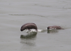 그물에 걸려 질식해도… ‘실효성 못 건지는’ 상괭이 보전대책 [상괭이, 함께 바다를 누비다·(1-2)]