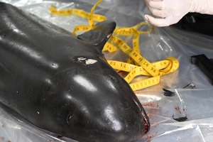 어획량 줄어들라… ‘탈출형 안강망’ 꺼리는 어민들 [상괭이, 함께 바다를 누비다·(2-2)]