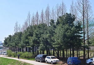 가로수 살린다더니… 이름 뿐인 ‘인천 나무은행’